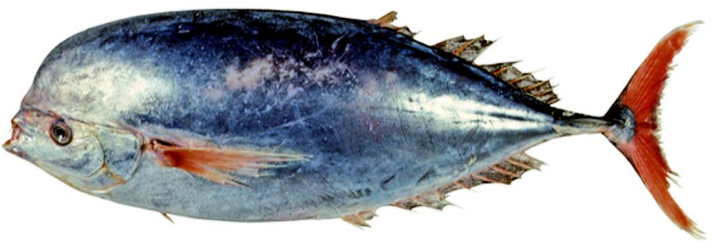 Luvarus imperialis_03.jpg